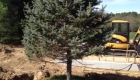 1-transplanting spruce tree (1)
