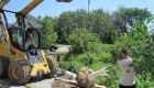 10-Large tree planting (4)