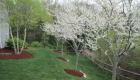 12-Redbud planting in full glory (1)