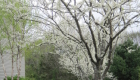 13-Redbud planting in full glory (2)