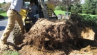 4-transplanting spruce tree (4)