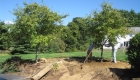 6-transplanting spruce tree (6)
