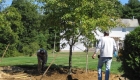 7-transplanting spruce tree (7)