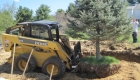 8-transplanting spruce tree (8)