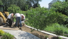 9-Large tree planting (3)