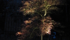 up lighting (2)